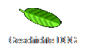 Geschichte DOG